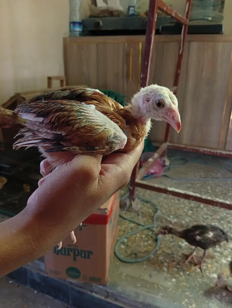 per chicks 800 — photo 4