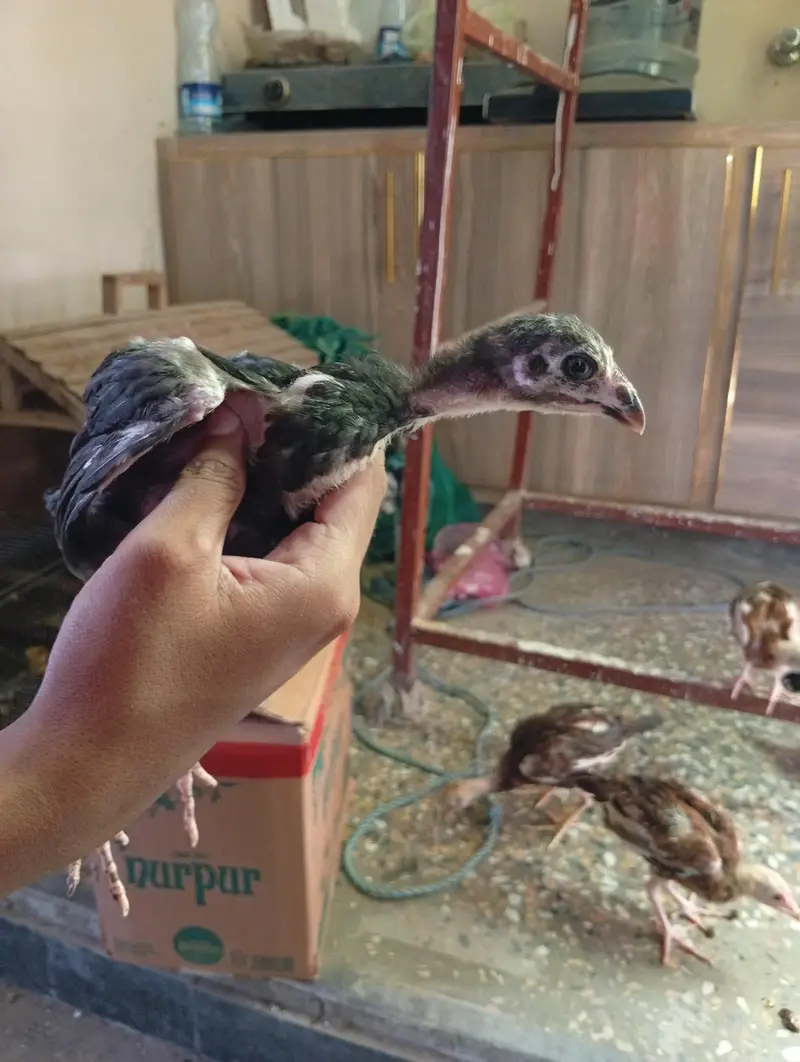 per chicks 800 — photo 6