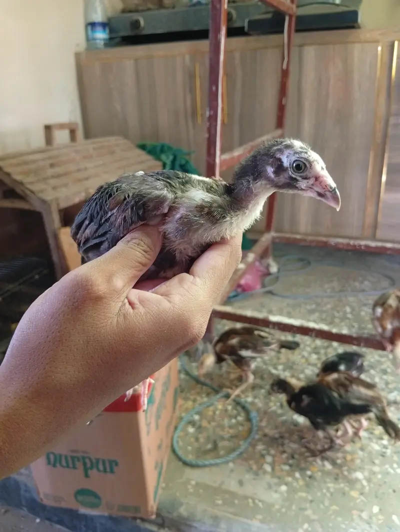 per chicks 800 — photo 8