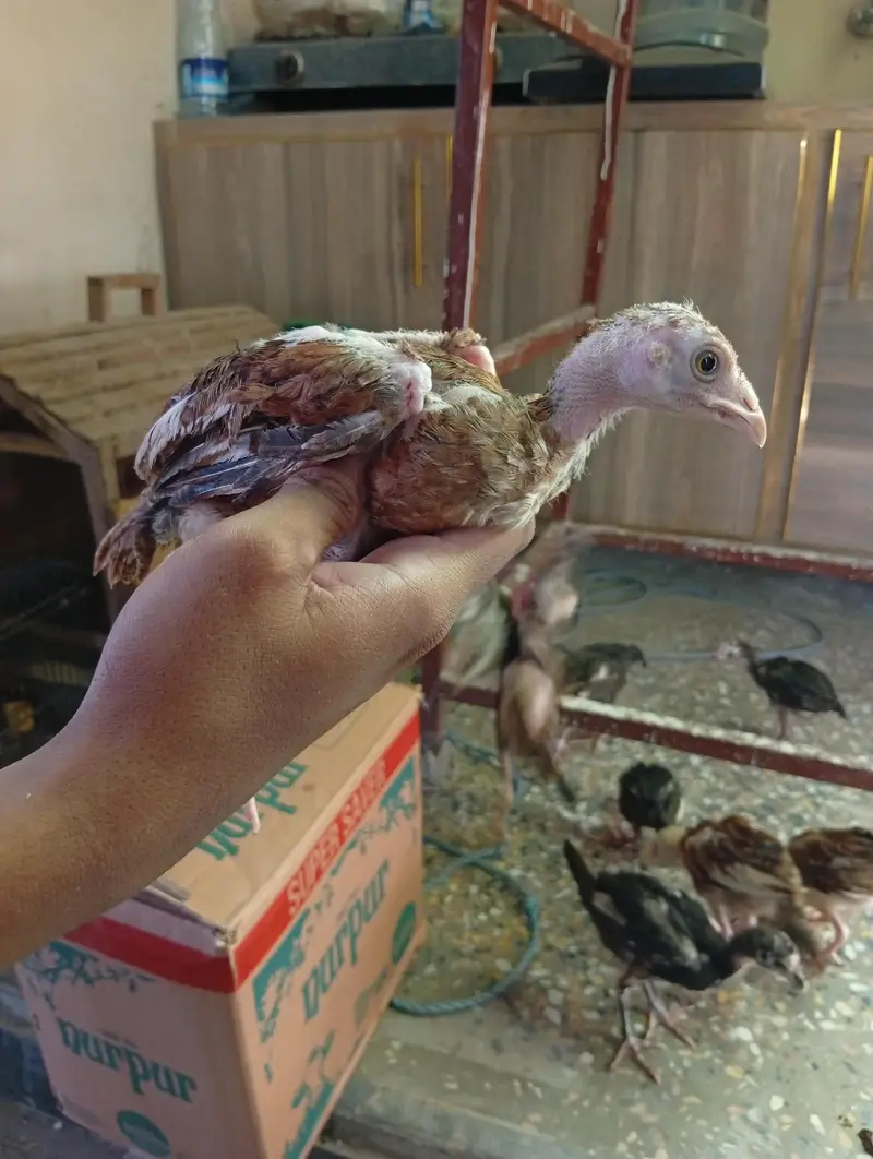 per chicks 800 — photo 9
