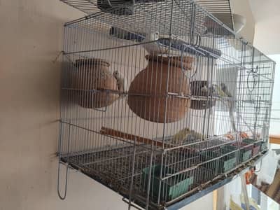 parrots (male female both) with cage