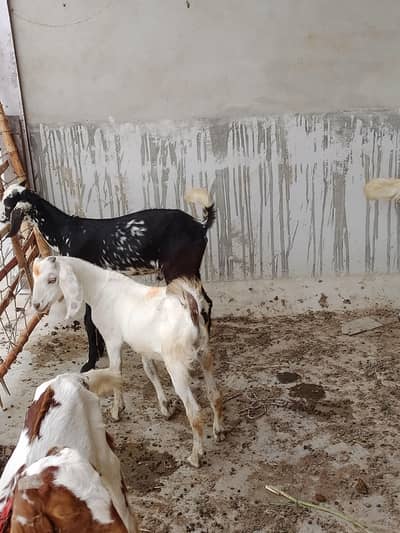 w male for sale
