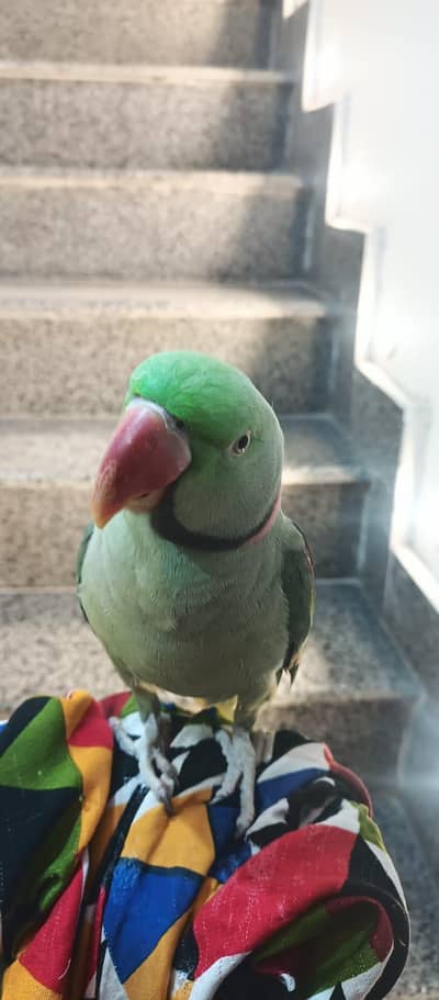 Talking kashmiri parrot