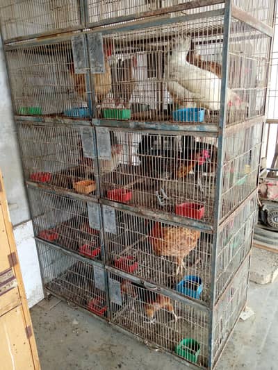 golden misri hen