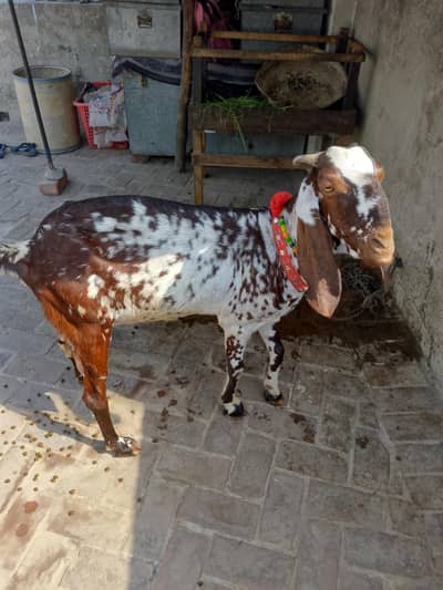 goat kurli