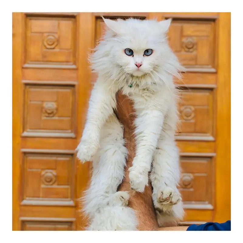 Persian triple coated cats for sale cash on delivery available hy — photo 10