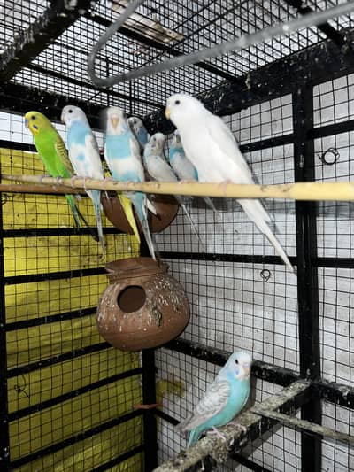 Australian parrot breeder pairs budgie