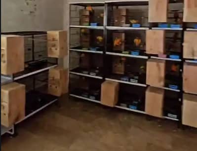 Sunconure red factor/ conure /Sunconure breeder pairs