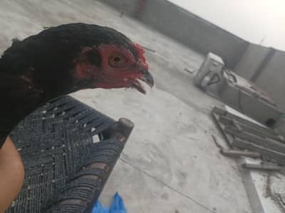 female Thai hen