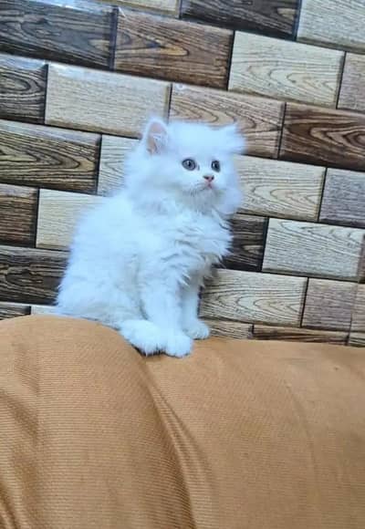 (Persian female kitten) (for sale all) (Pakistan delivery available)