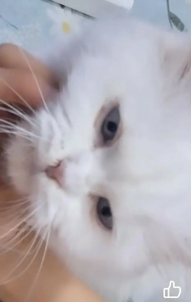 Persian semi punch face cat — photo 3