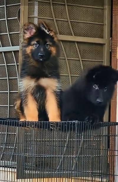 German Shepherd puppies long coated. 03317047936=more WhatsApp