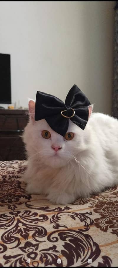 white breeder female cat