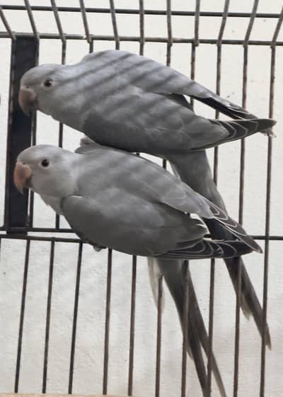 Gray ringneck self pathay