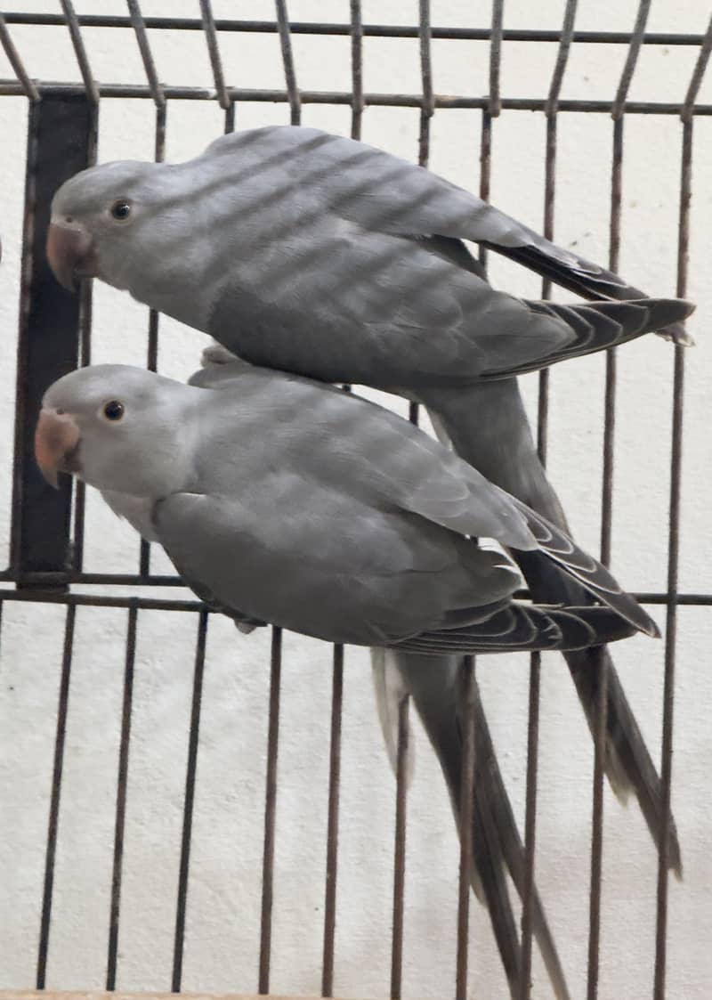 Gray ringneck self pathay 0