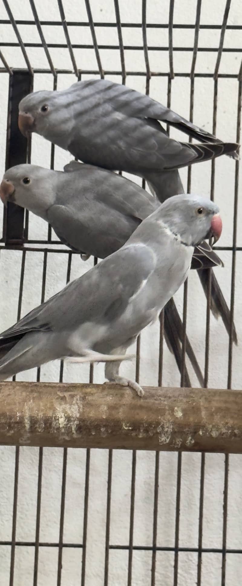 Gray ringneck self pathay 1