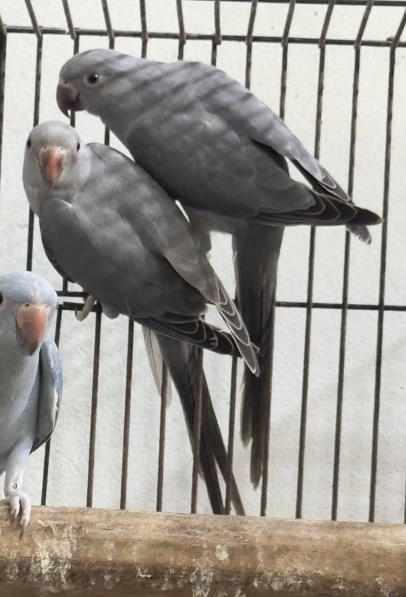 Gray ringneck self pathay 2