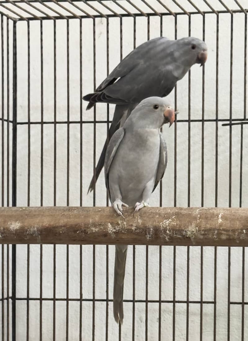 Gray ringneck self pathay 3