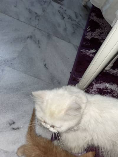 Triple coated white cat with odd eyes