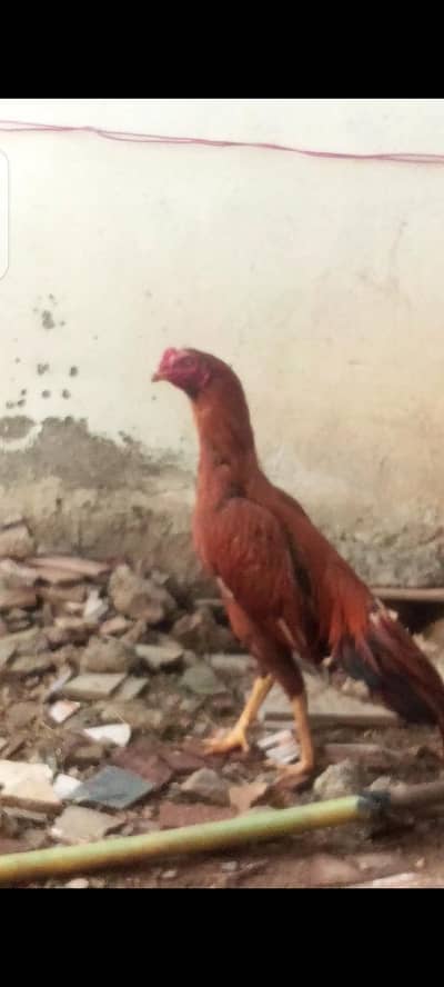 pure aseela mianwali