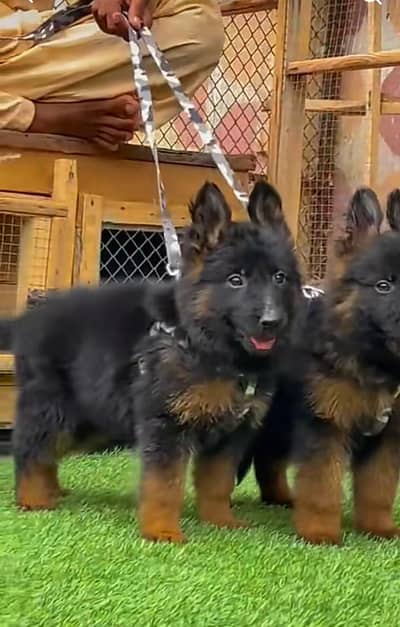 German Shepherd puppies long coated. 03317047936=more WhatsApp