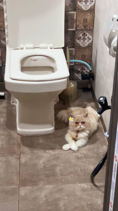 kitten