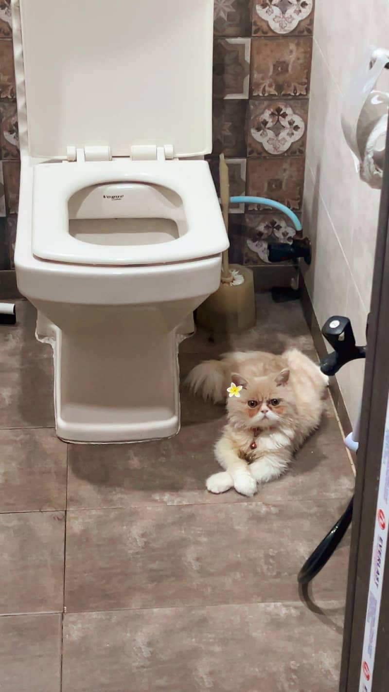 kitten 0