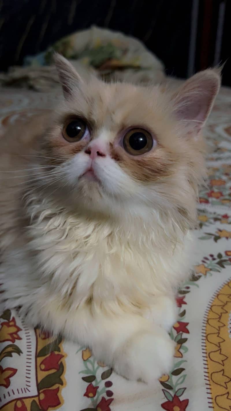 kitten 1