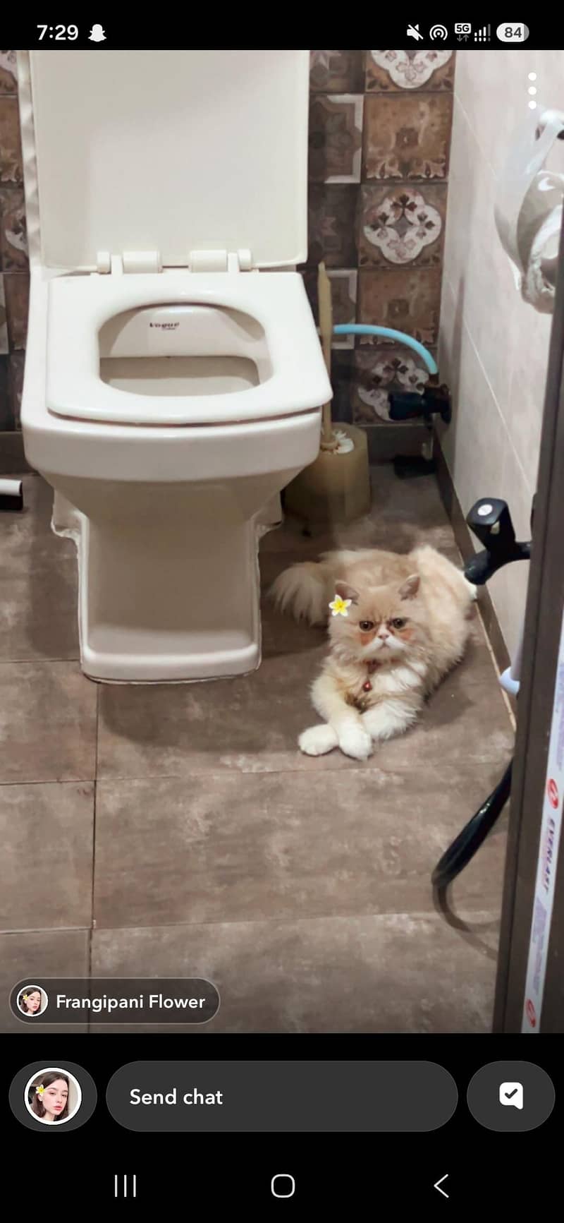 kitten 2