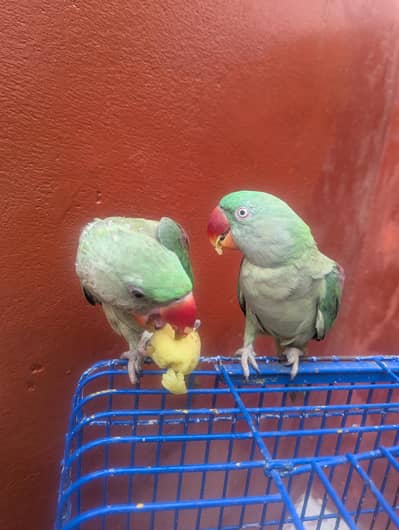 raw parot male female