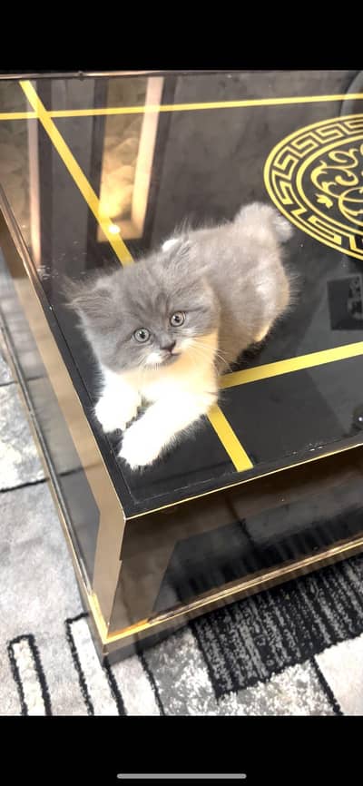 cute kitten 