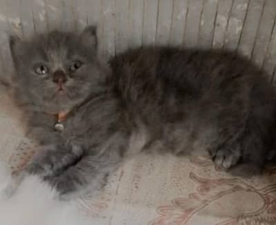 Persian kitten for urgent sale 03327930934