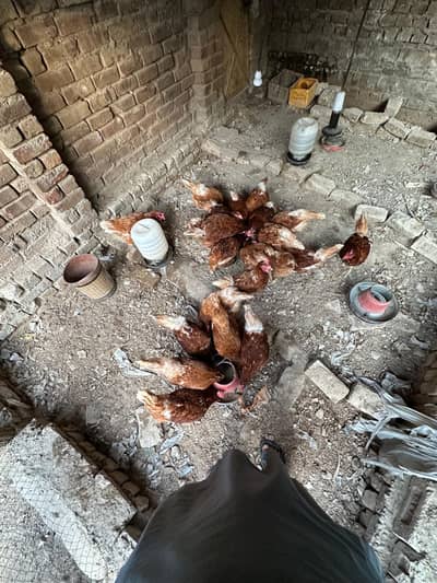 luhmann brown hens
