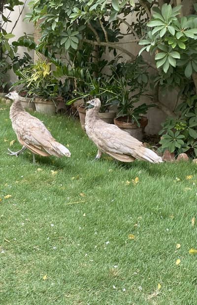 Cameo peachicks