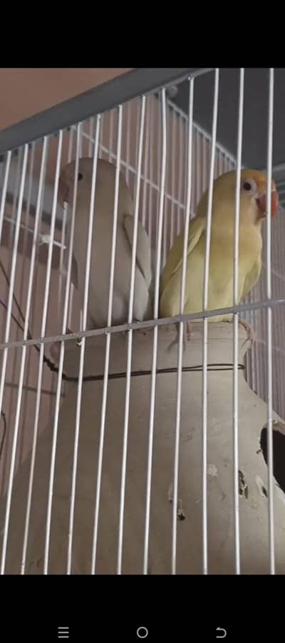 Lovebirds   number 03282669785