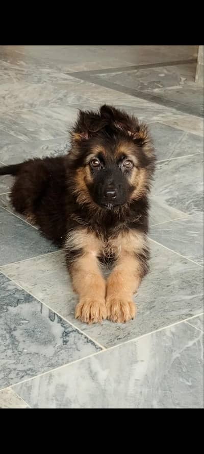 German Shepherd