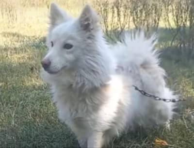 o siez russain male for sale