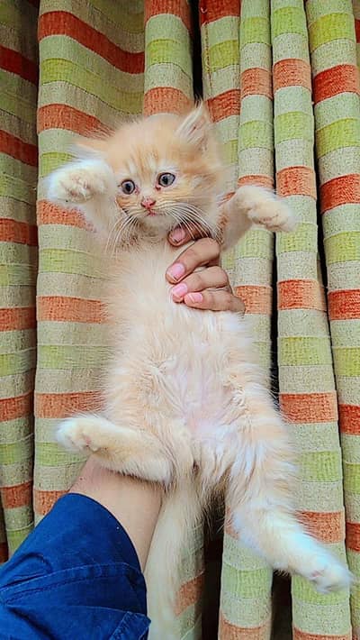 PERSIAN CAT PAIR M+F 