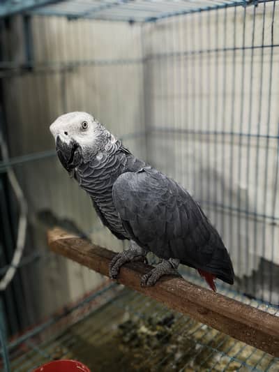 African Grey Parrot Red Factor