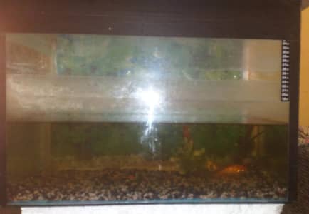 fishtank