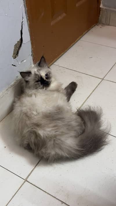 Healthy Persian Kittens for Sale – Male & Female Available