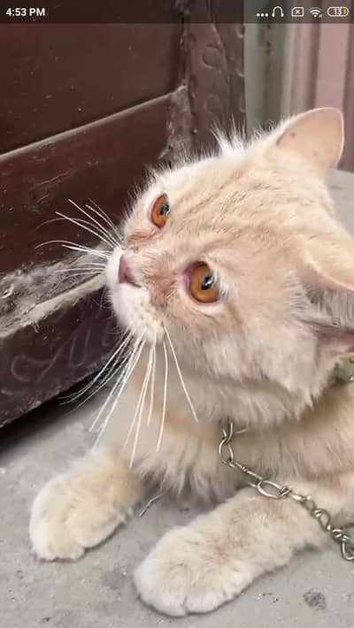 sale karni ha beauty  cat ha 03247785200 whatsapp