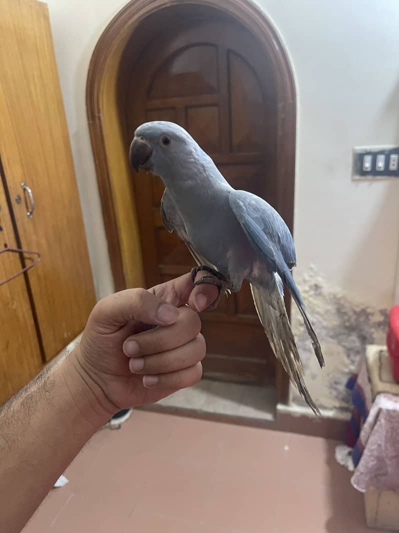 Cobalt Ringneck 0