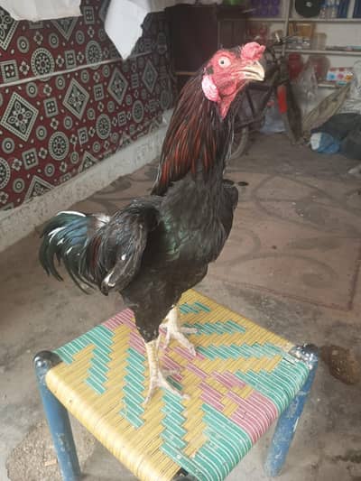 mianwali murgha pure