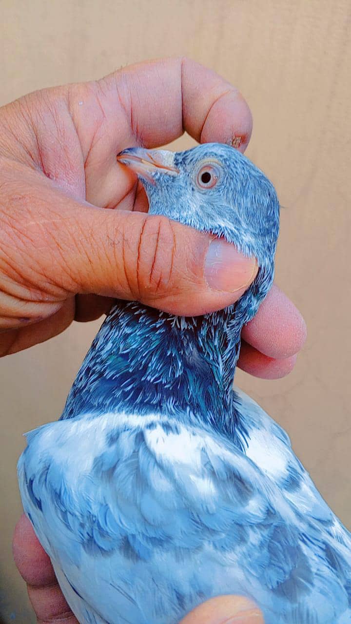 قصوری کبوتر 3