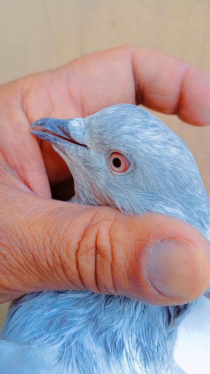 قصوری کبوتر 9