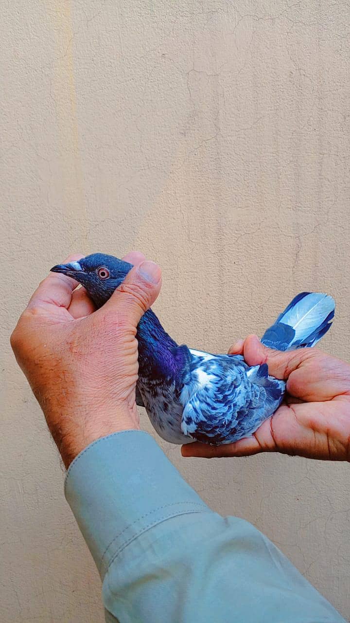 قصوری کبوتر 12