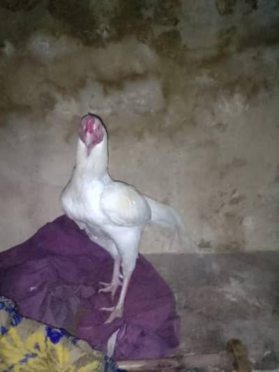 good quality aseel are available