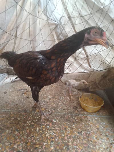 good quality aseel are available