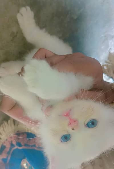 pershion babies triple,cot blue eyes semi punch.